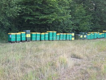 Včelia matka, kráľovná - 4