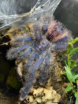 Tarantula, Vtackar, pavúk - 4