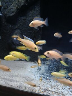 Aulonocara fire fish - 4