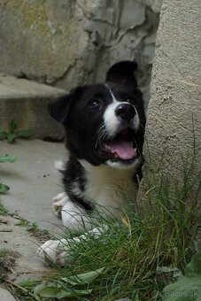 Roztomilé šteniatko hľadá milujúci domov 🐾❤️ - 4