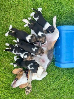 Beagle - 4
