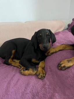 Doberman šteniatko- psík - 4