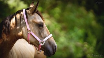 Buckskin klisna American Quarter Horse, Euro Futurity - 4