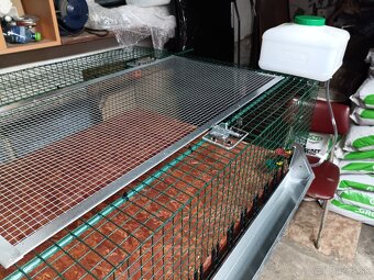 Predám odchovnu - 4