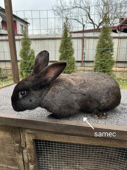 Predám zajace - 4