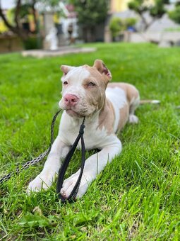 American bully XL - 4