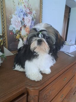 Shih-tzu s PP / shi tzu / shi-tzu - 4