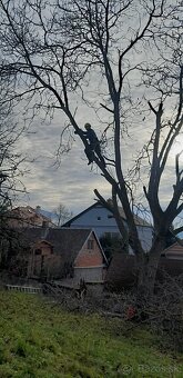 Rizikové pílenie stromov, výrub stromov, orez stromov. - 4