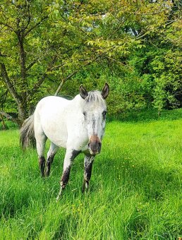 Appaloosa valach napredaj - 4