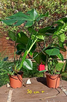 Monstera deliciosa 70-80 cm - 4
