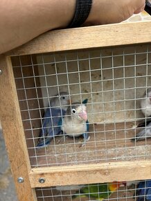 Agapornis fišer - 4