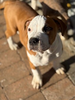 Americký stafordšírsky teriér s PP - 4