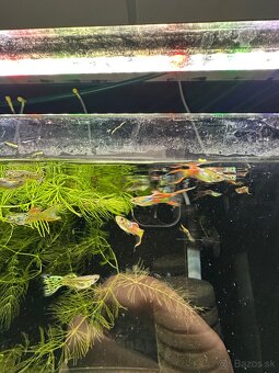Guppy, gupka - 4
