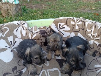 Bradac malý šteniatka - 4