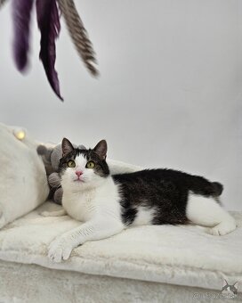 Mačička SAMANTA hľadá domov - 4