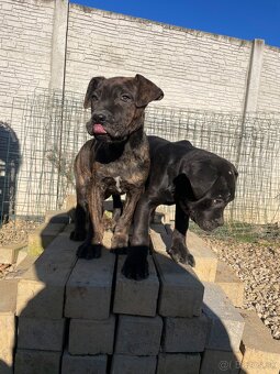 Americký bandog - 4