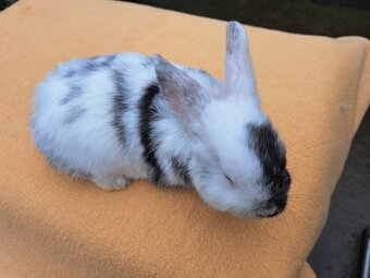 Zakrslý baranček - 4