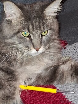 Maine Coon - 4