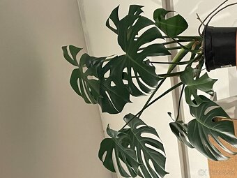 MONSTERA + INE KVETY IZBOVE - 4