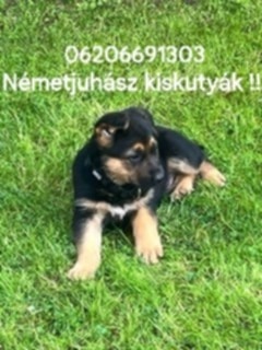 Nemecký ovčiak NO - 4