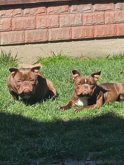 American bully nano psik aj fenka - 4