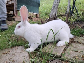 Krásny veľký biely polročný samec králika - 4