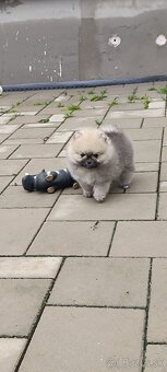 Pomeranian - 4
