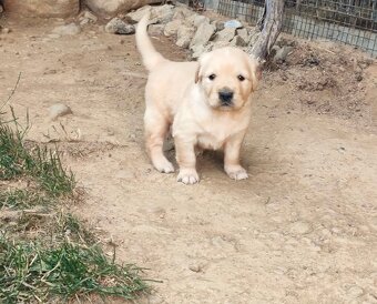 Zlatý retriever - 4