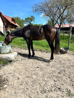 Predám QH žrebca - 4