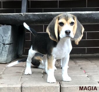 Bígel Beagle Bigl s PP - atraktívna cena - 4