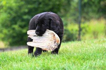 Flat Coated Retriever - štěniatka s PP - 4