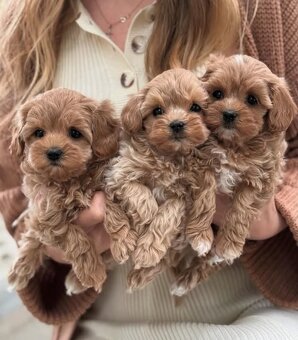 Maltipoo toy - 4