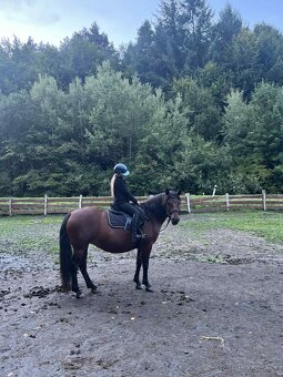 Kobyla na predaj - 4