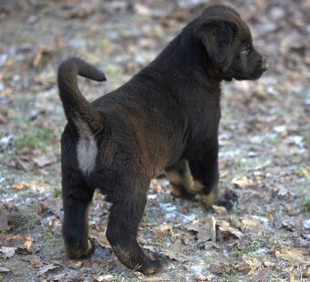 Nemecký ovčiak psík s PP - 4