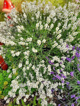 Levandula lekárska-ružová,fialová,biela - 4