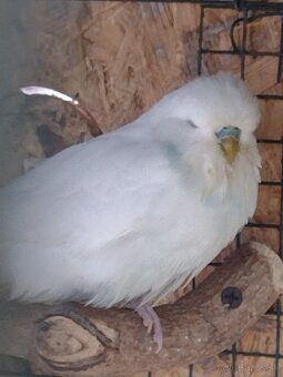 Výstavné andulky - 4