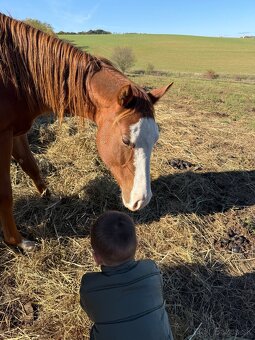 Paint horse kobyla 2024 - 4