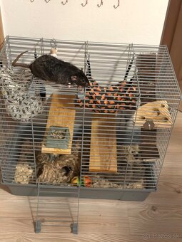 darujem potkany - 4