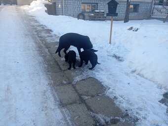 Nemecký ovčiak - 4