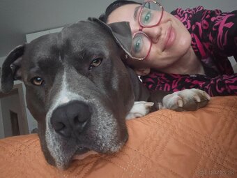 Krytie - Americky Stafordsirsky terier - 4