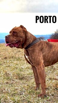 Bandog - 4