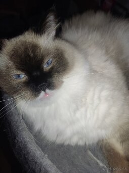 LUNA si hľadá nový domov - 4