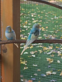 Andulka - Papagájec vlnkovaný - 4