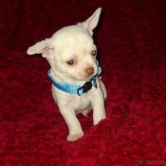 čivava-psík MINI - 4