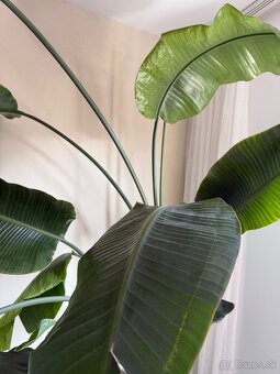 Strelitzia Nicolai / Strelicia - 4