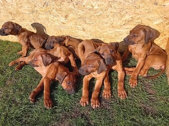 Rhodesian Ridgeback - 4