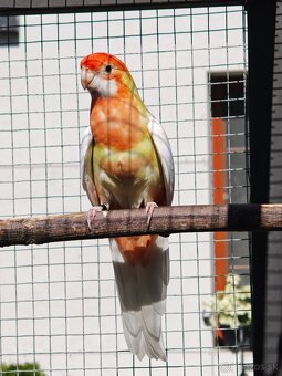 Rozela penant orange-albino - 4