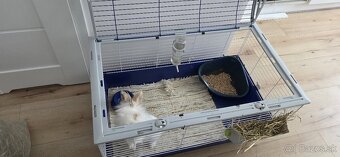 Trpasličí králik + klietka a príslušenstvo - 4
