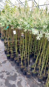 𝗧𝗢𝗣❗Japonska vrba,strom, ktory meni farbu,Salix Integra❗ - 4