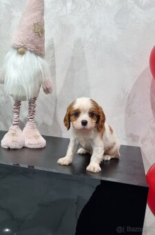 Cavalier king charles spaniel - 4